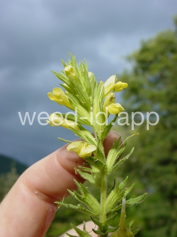 parentucellia, yellow